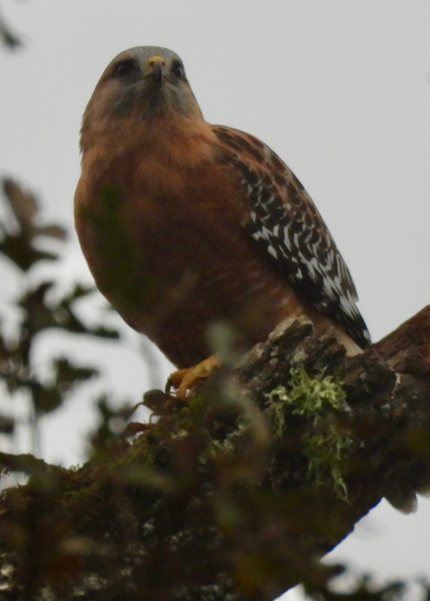 Red-shouldered Hawk - ML646642310