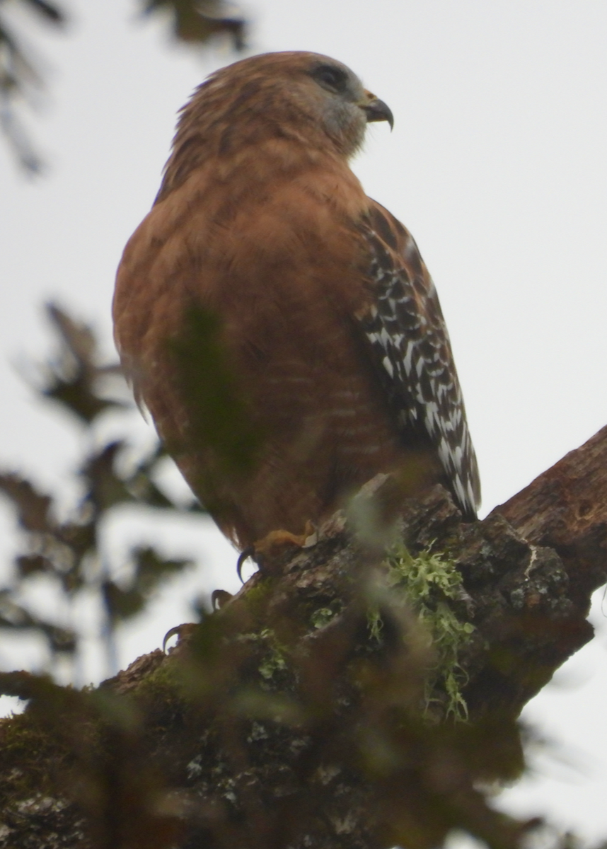 Red-shouldered Hawk - ML646642311