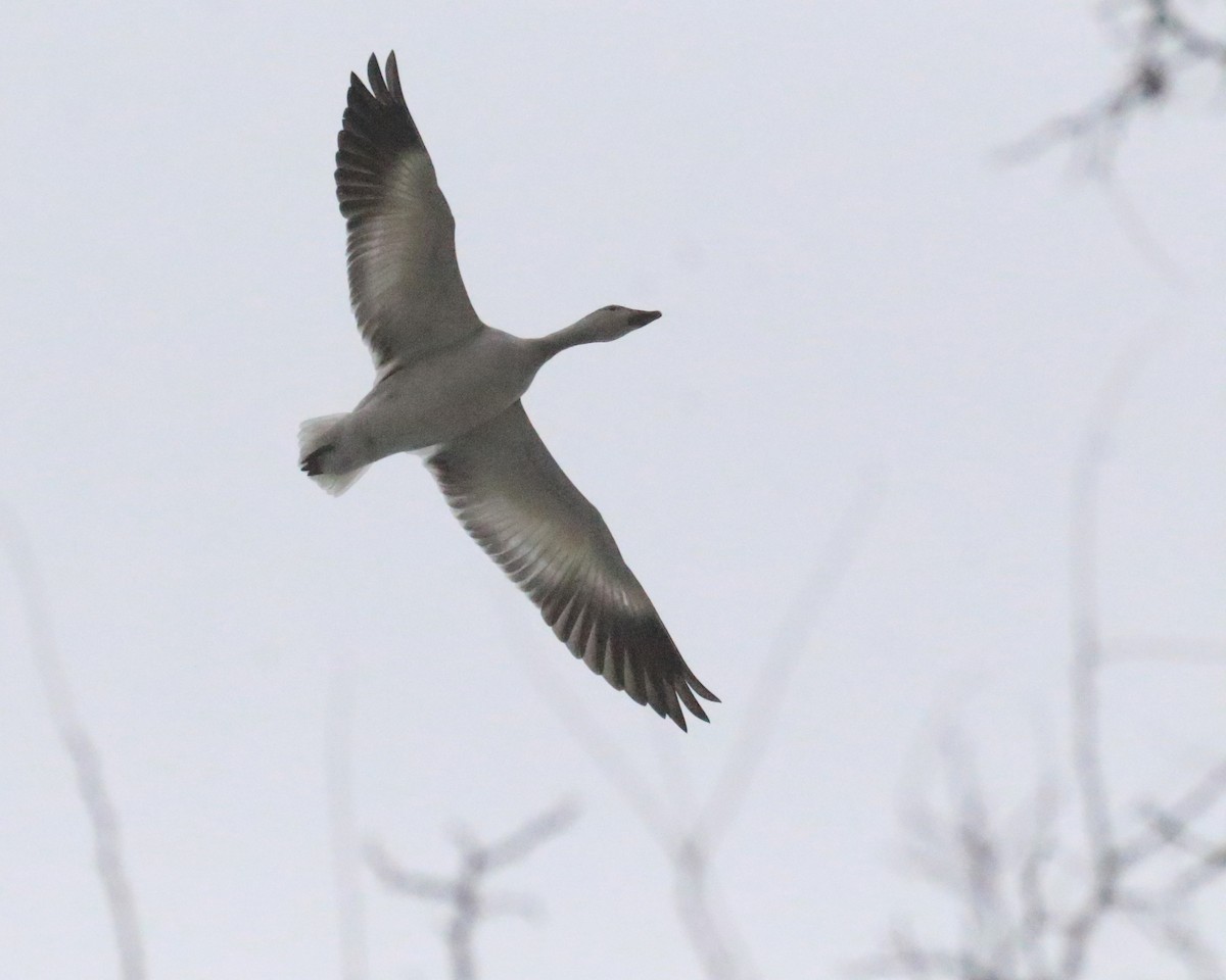 Snow Goose - ML646642312