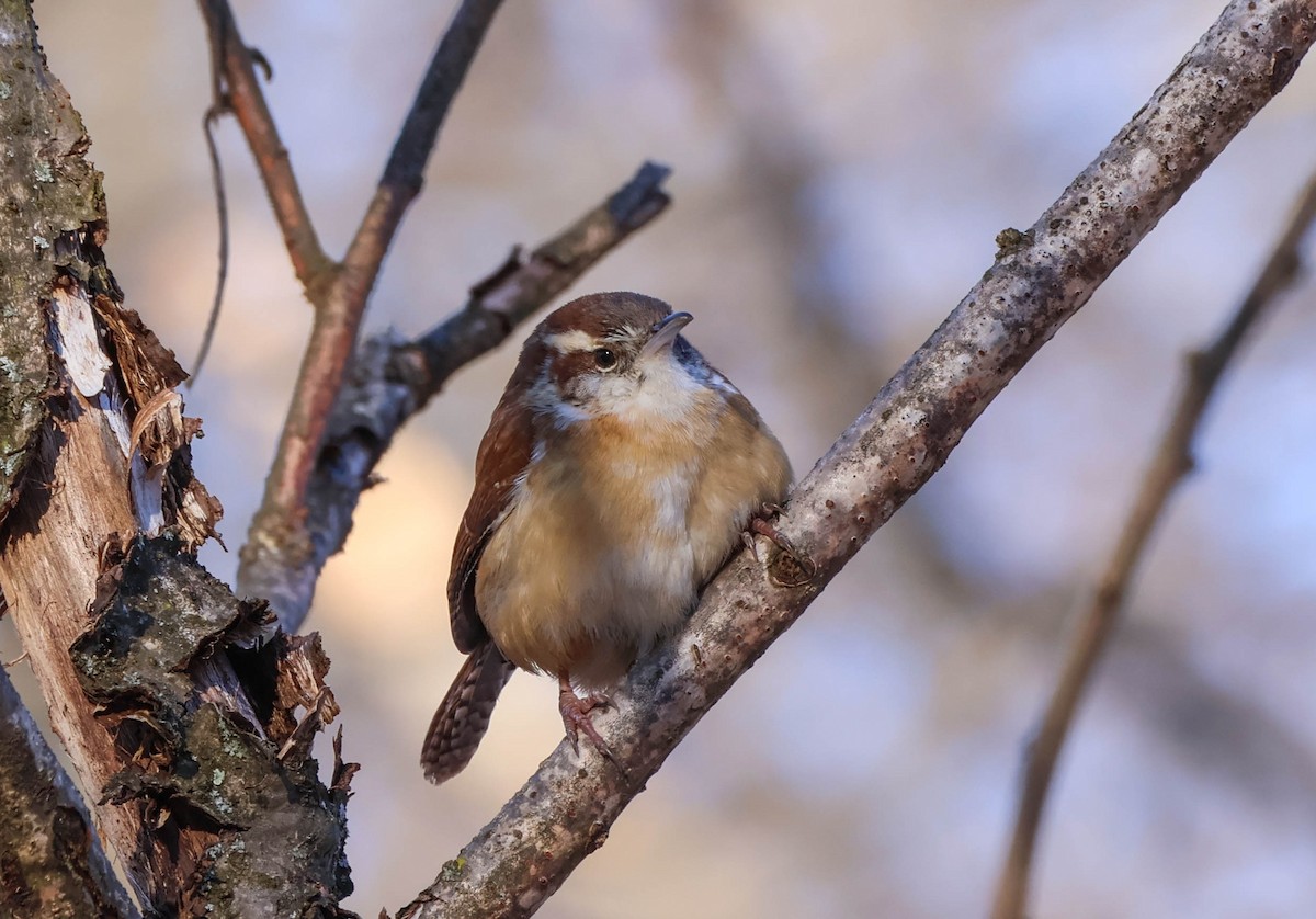 Carolina Wren - ML646642313