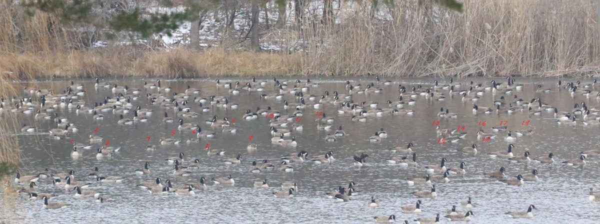Greater White-fronted Goose - ML646642318