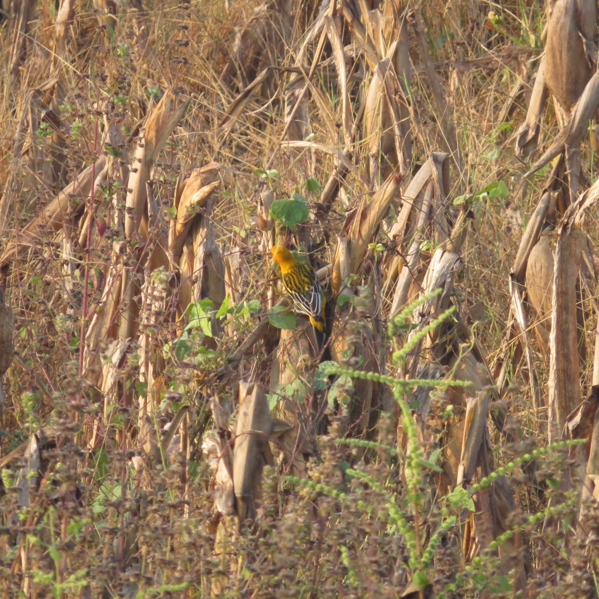 Streak-backed Oriole - ML646642321