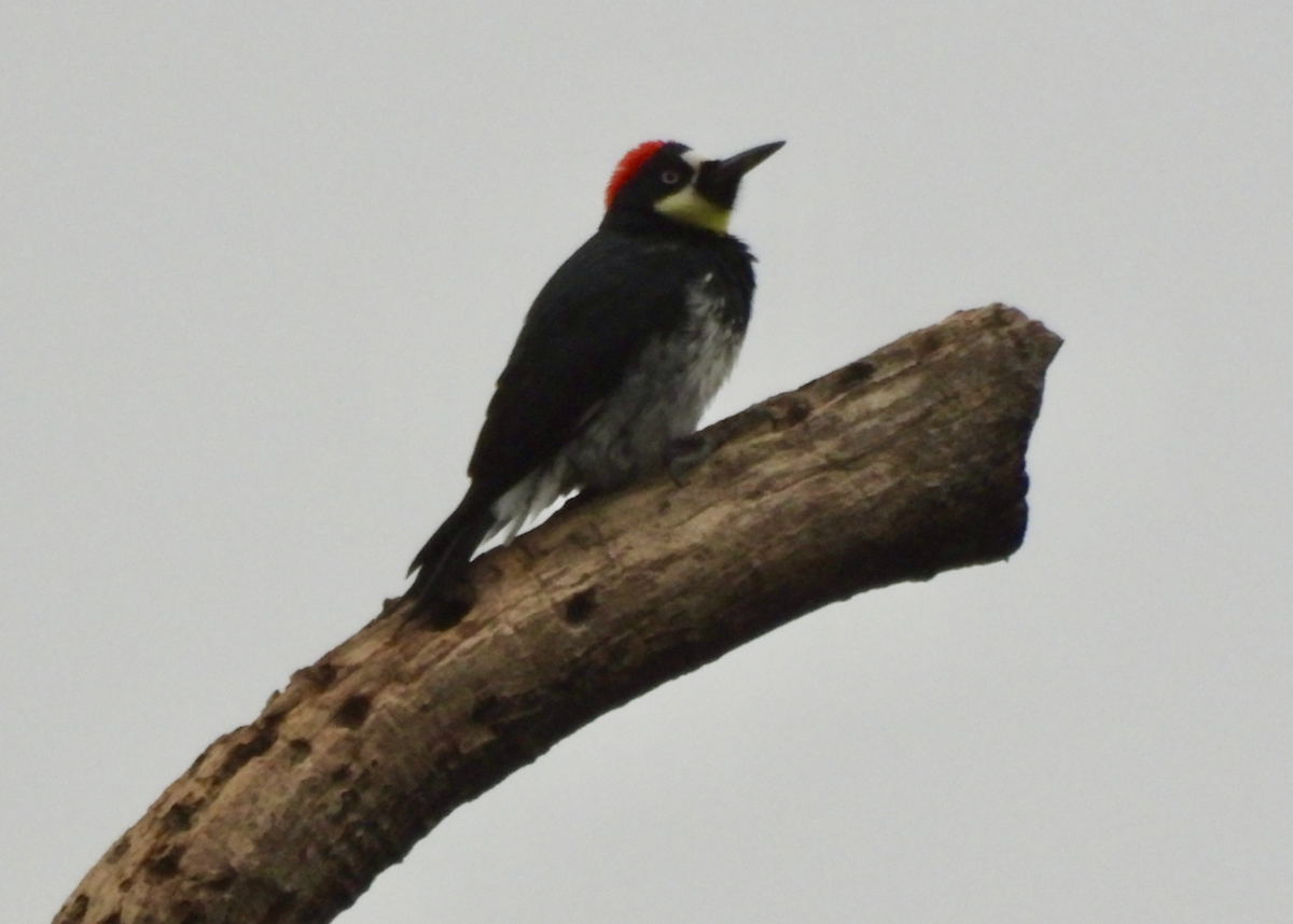 Acorn Woodpecker - ML646642322