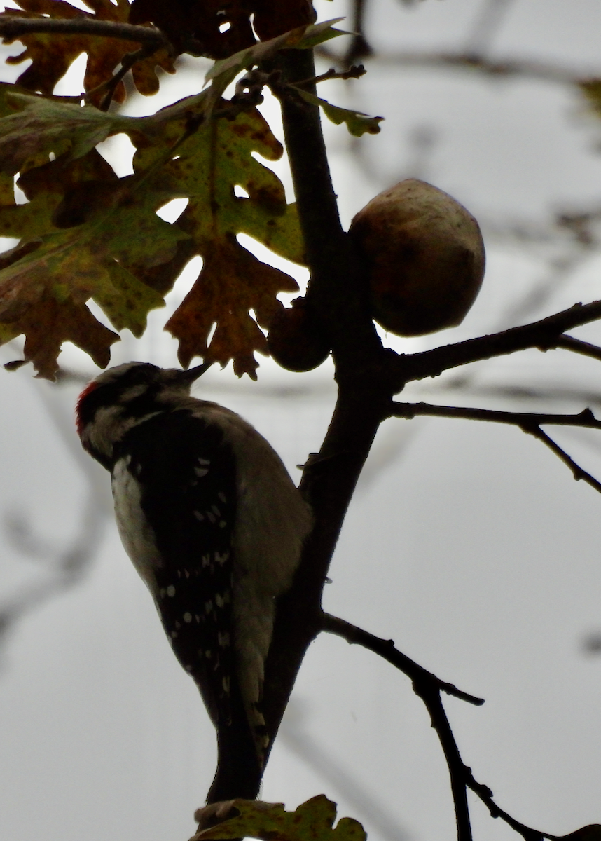 Downy Woodpecker - ML646642324