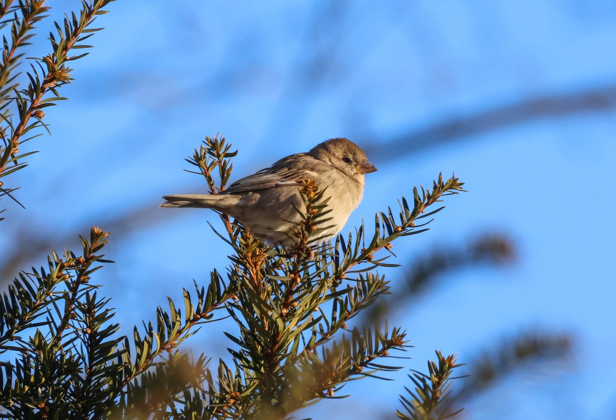 家麻雀 - ML646642325