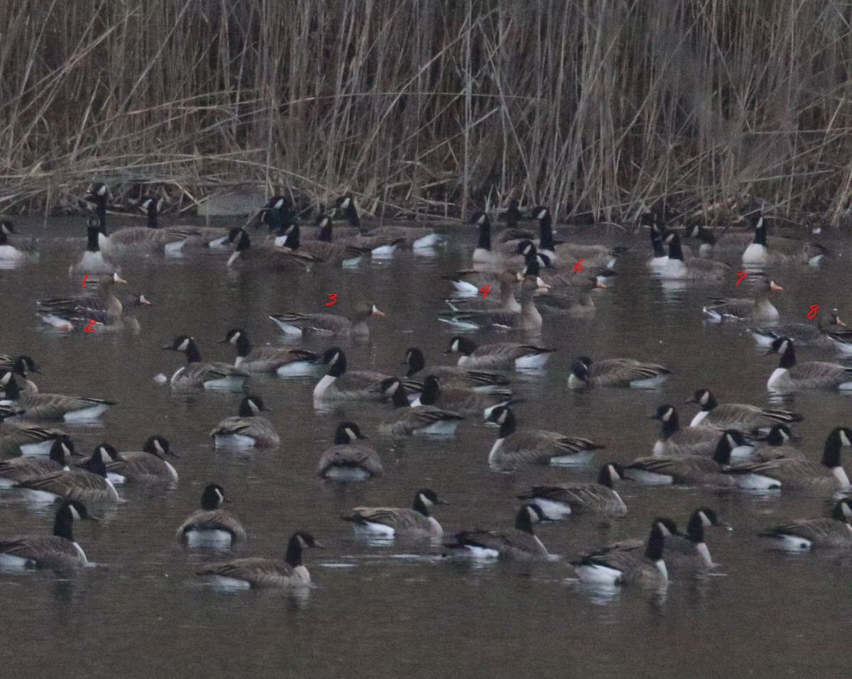 Greater White-fronted Goose - ML646642328