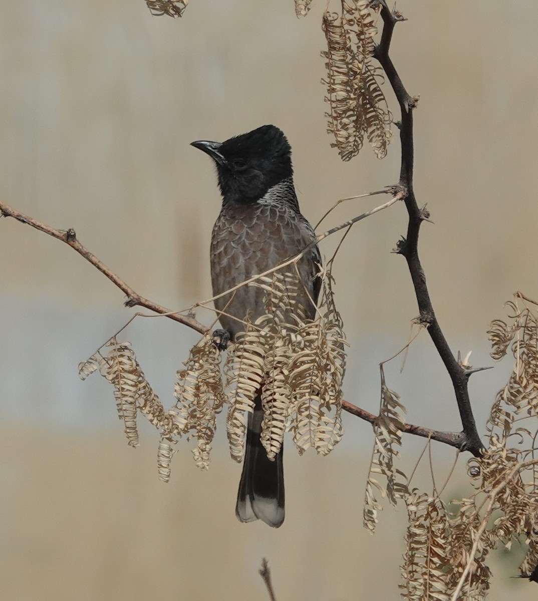 Red-vented Bulbul - ML646642331