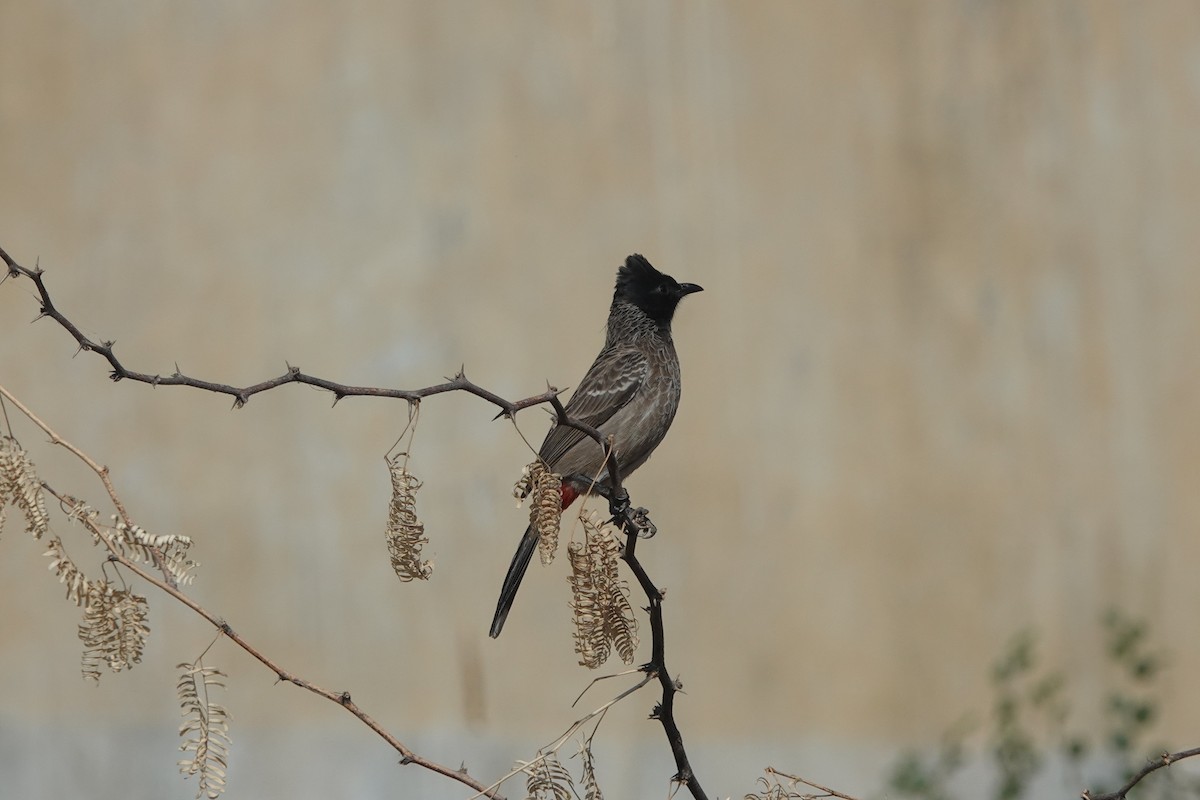 Red-vented Bulbul - ML646642332