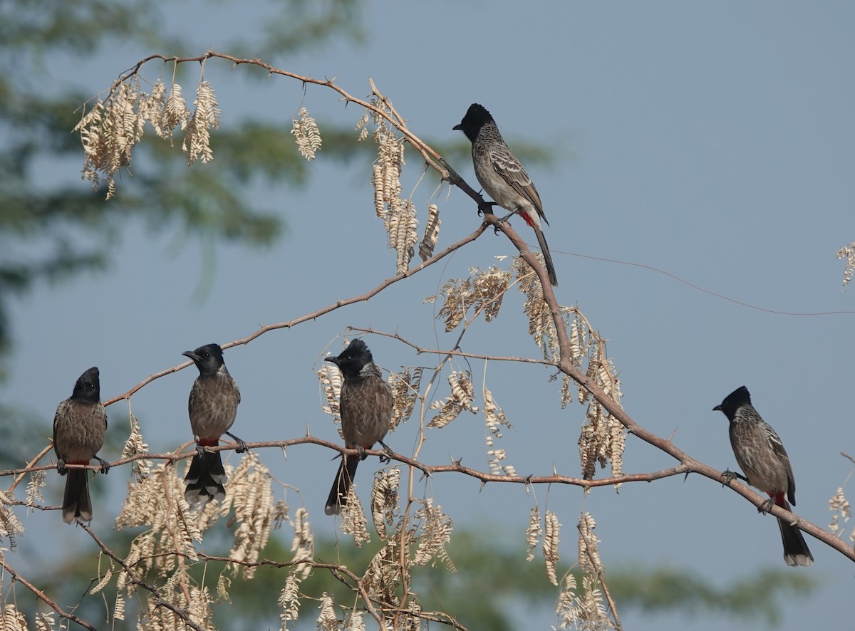 Red-vented Bulbul - ML646642333