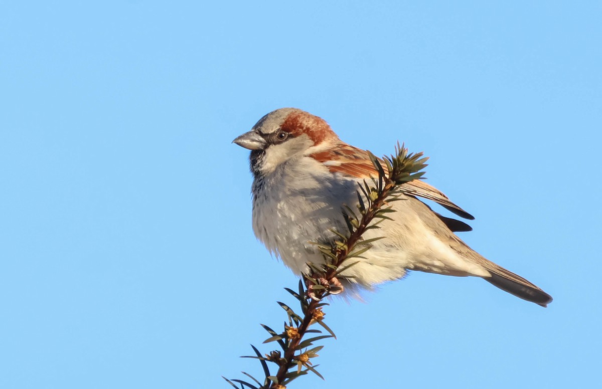 家麻雀 - ML646642334