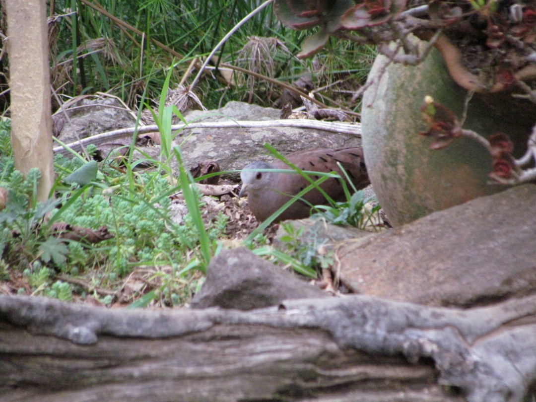 Ruddy Ground Dove - ML646642335