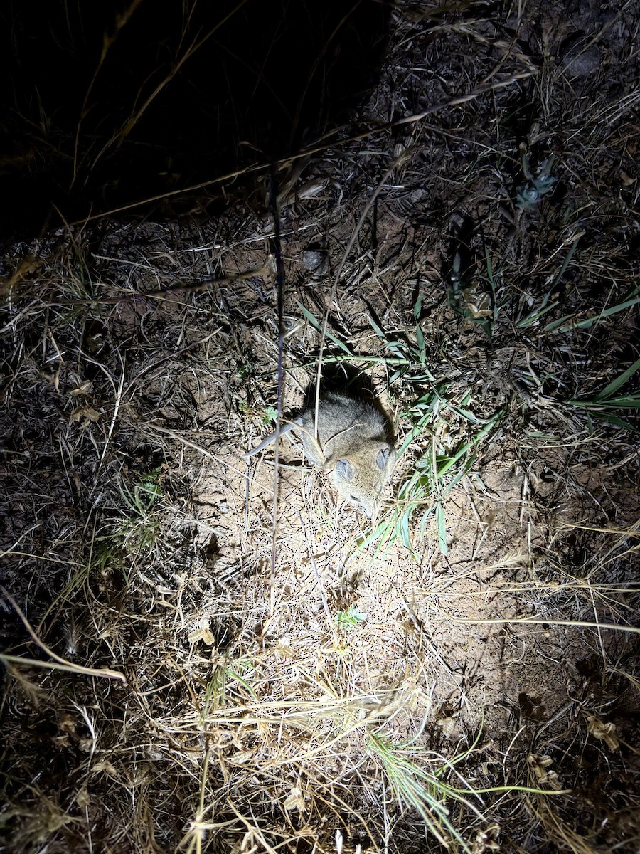 Fat-tailed Dunnart - ML646642339