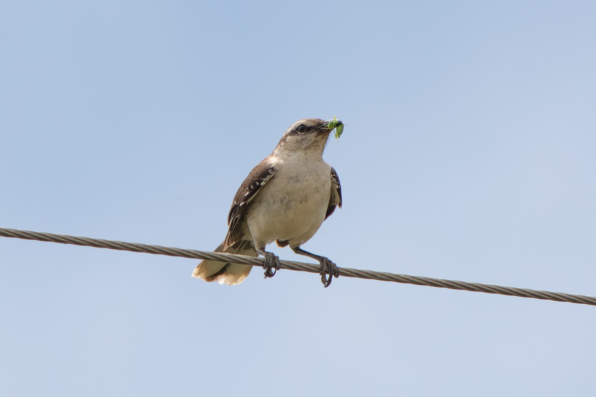 Пересмішник білобровий - ML646642341