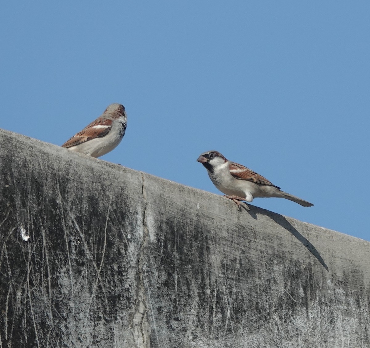 Gorrión Común - ML646642342