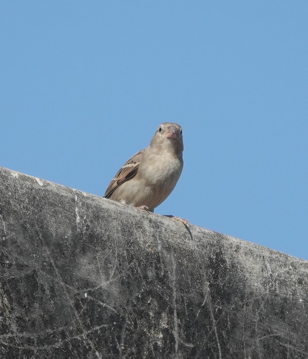 Gorrión Común - ML646642343