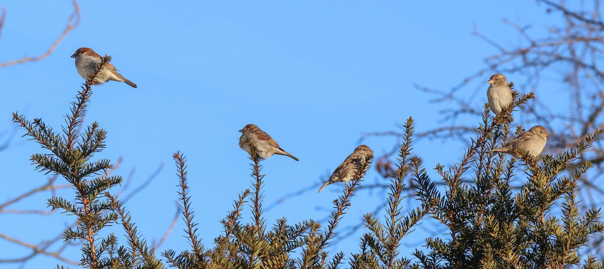 家麻雀 - ML646642344