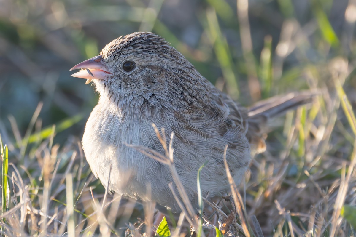 Cassin's Sparrow - ML646642345