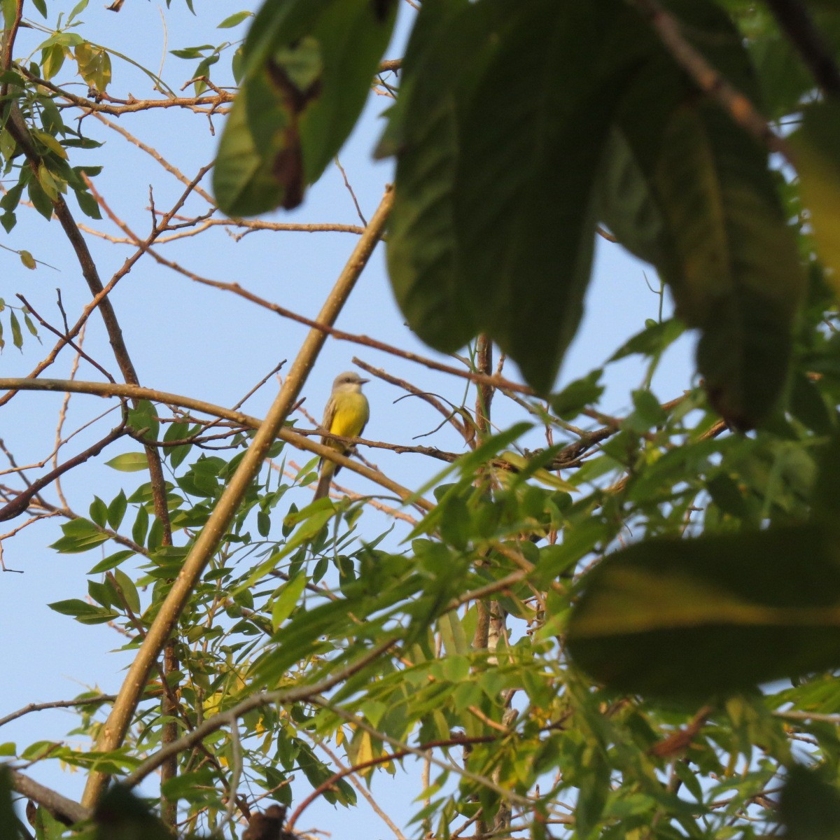 Tropical Kingbird - ML646642353
