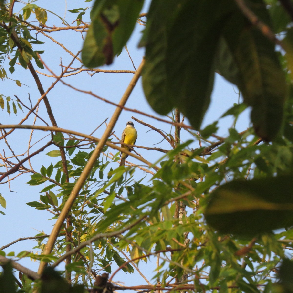 Tropical Kingbird - ML646642354