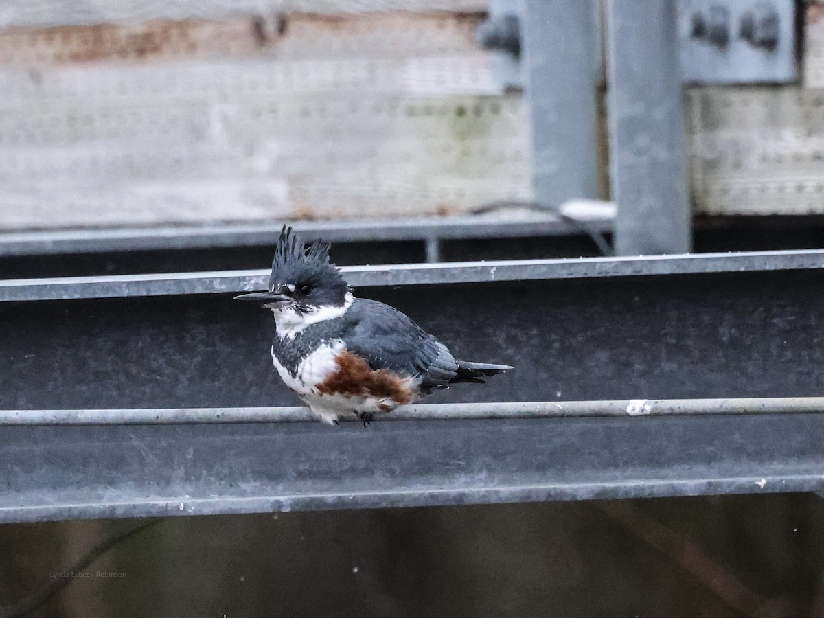Belted Kingfisher - ML646642355