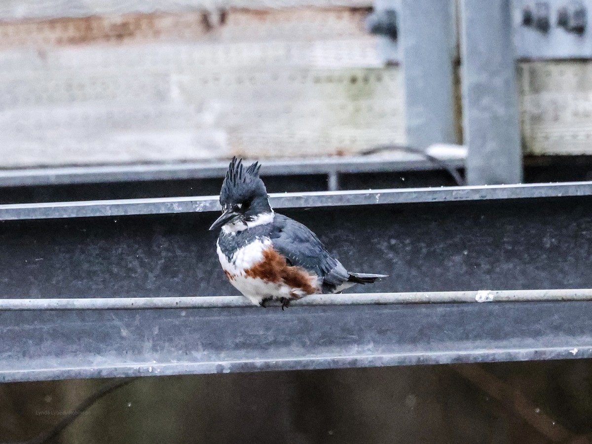 Belted Kingfisher - ML646642356