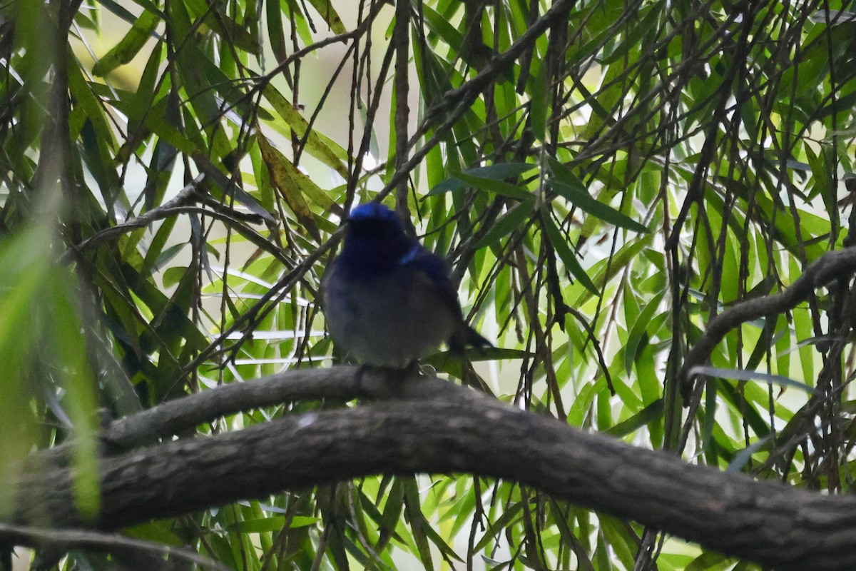 Small Niltava - ML646642379