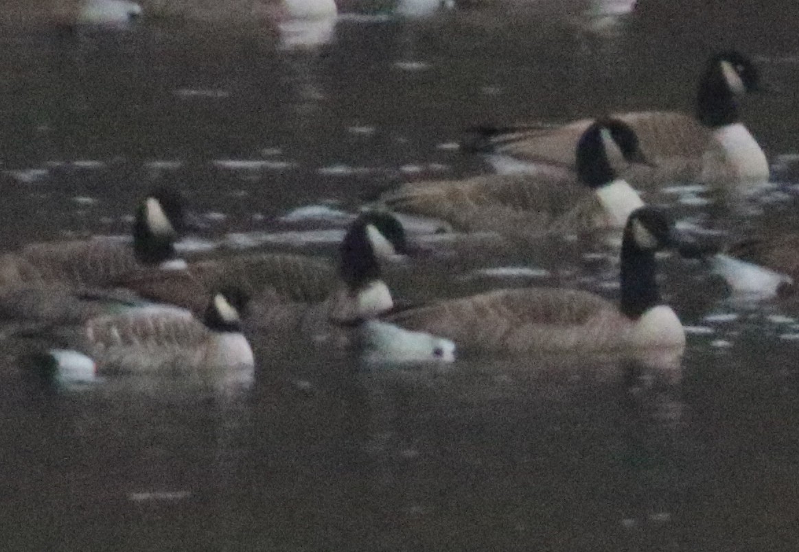 Cackling Goose - ML646642380