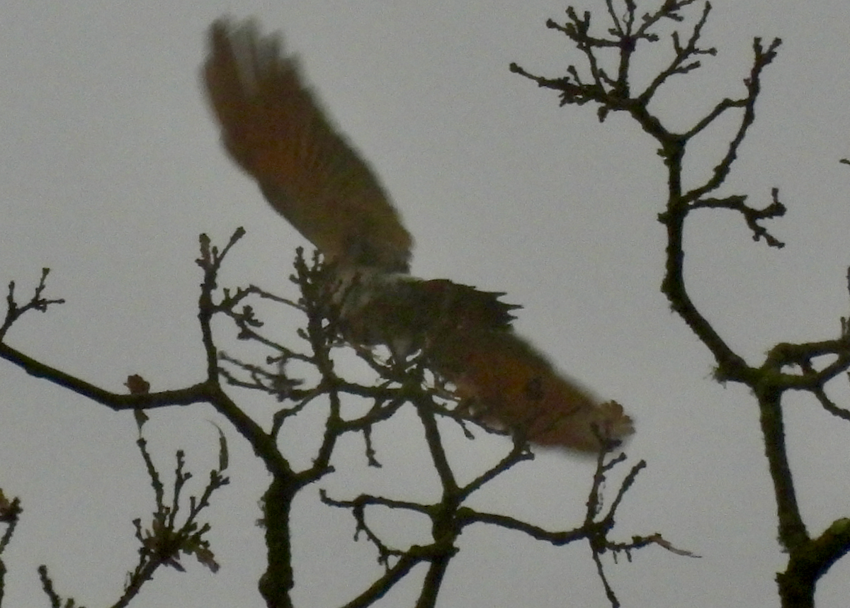 Northern Flicker - ML646642381