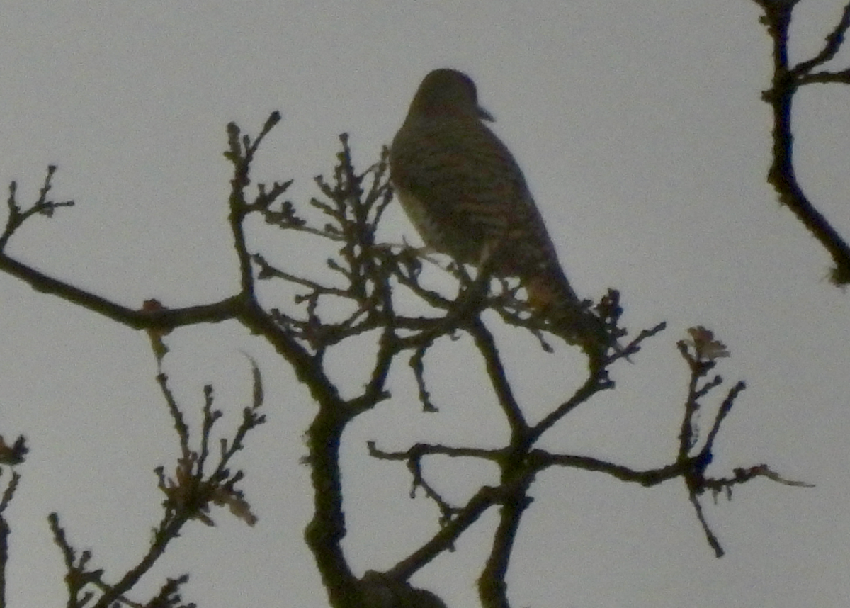 Northern Flicker - ML646642382