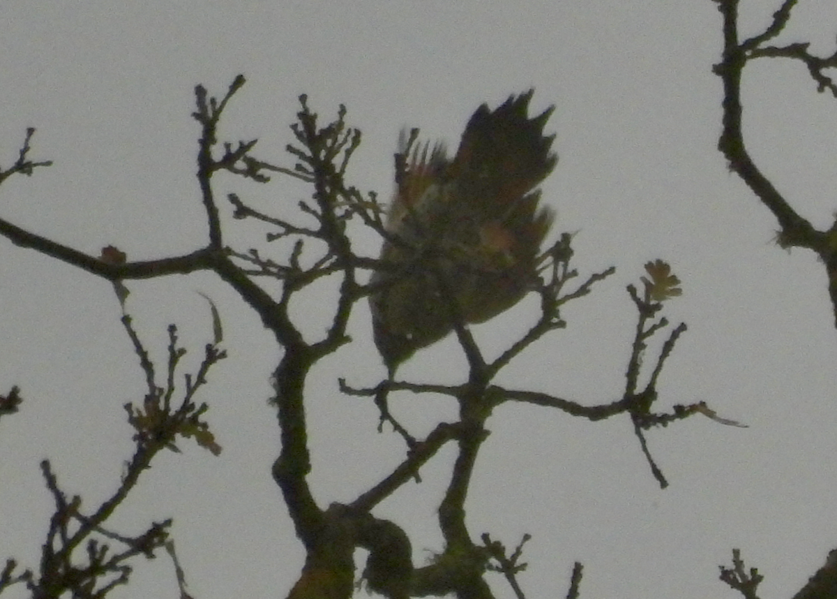 Northern Flicker - ML646642383