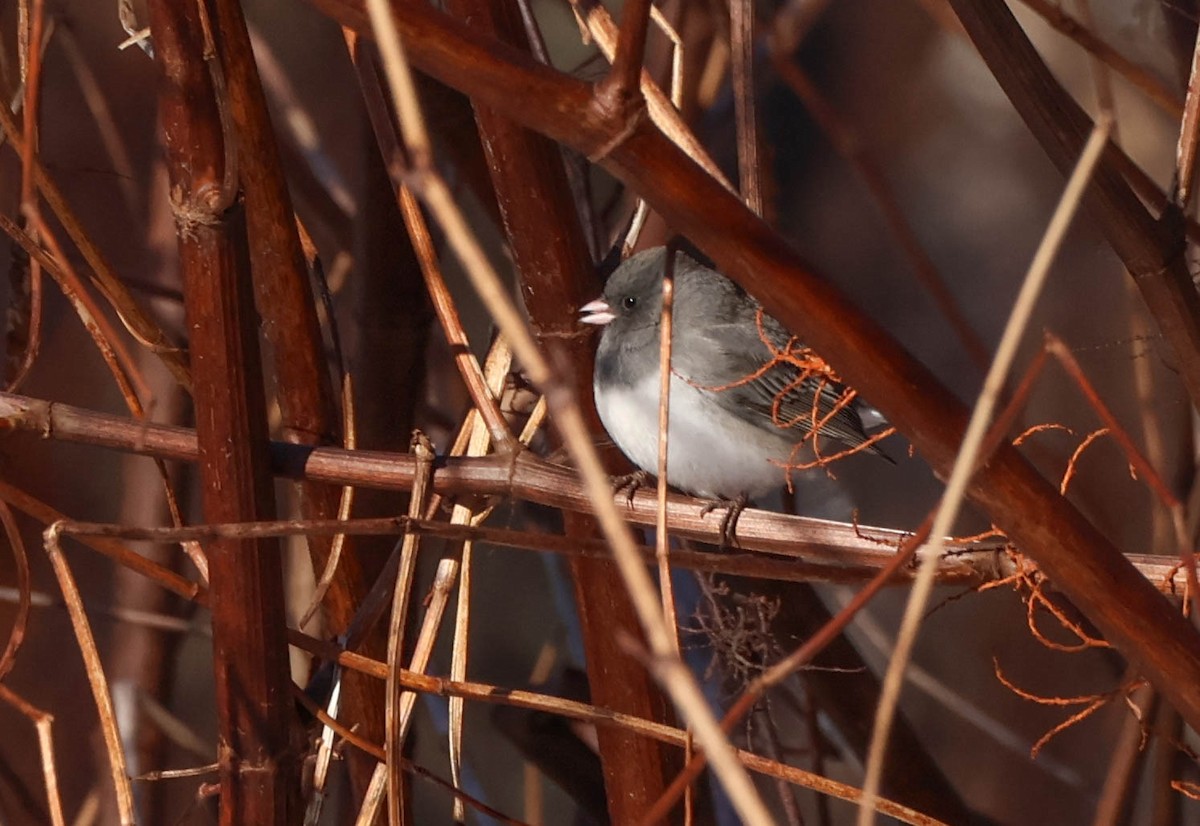 Dark-eyed Junco - ML646642386