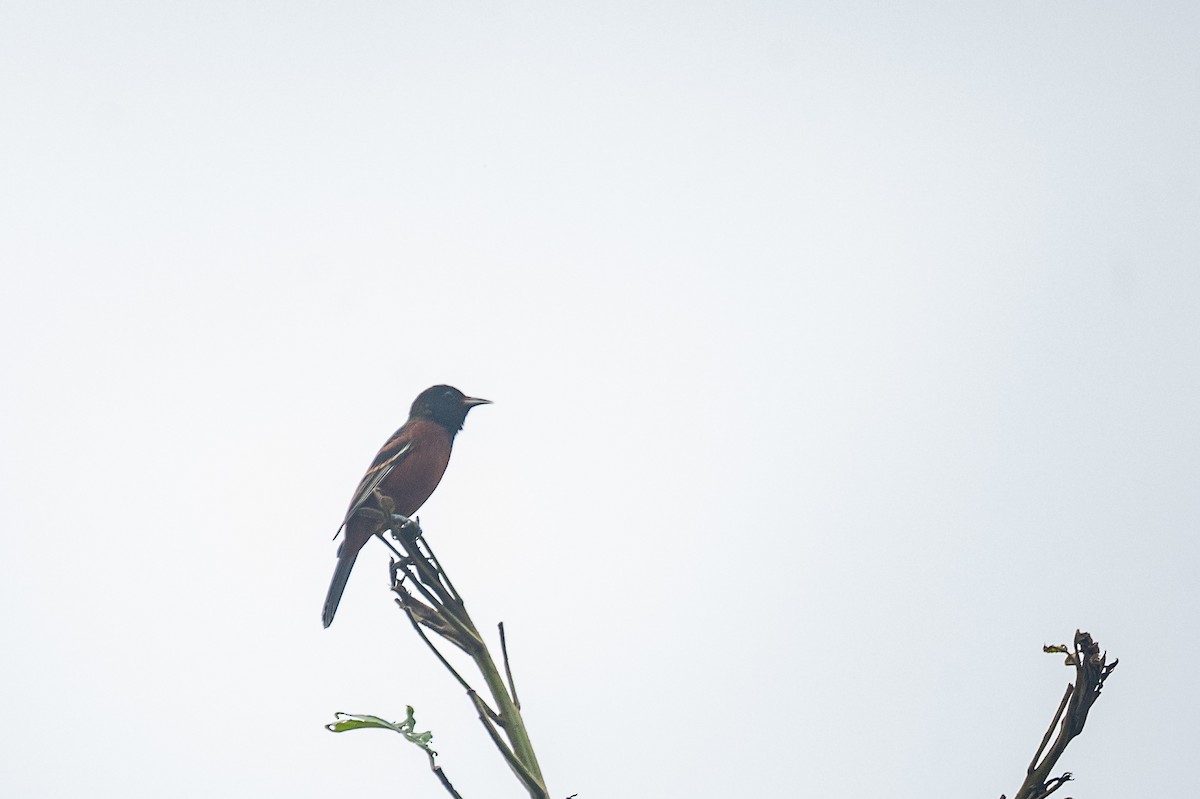 Orchard Oriole - ML646642387