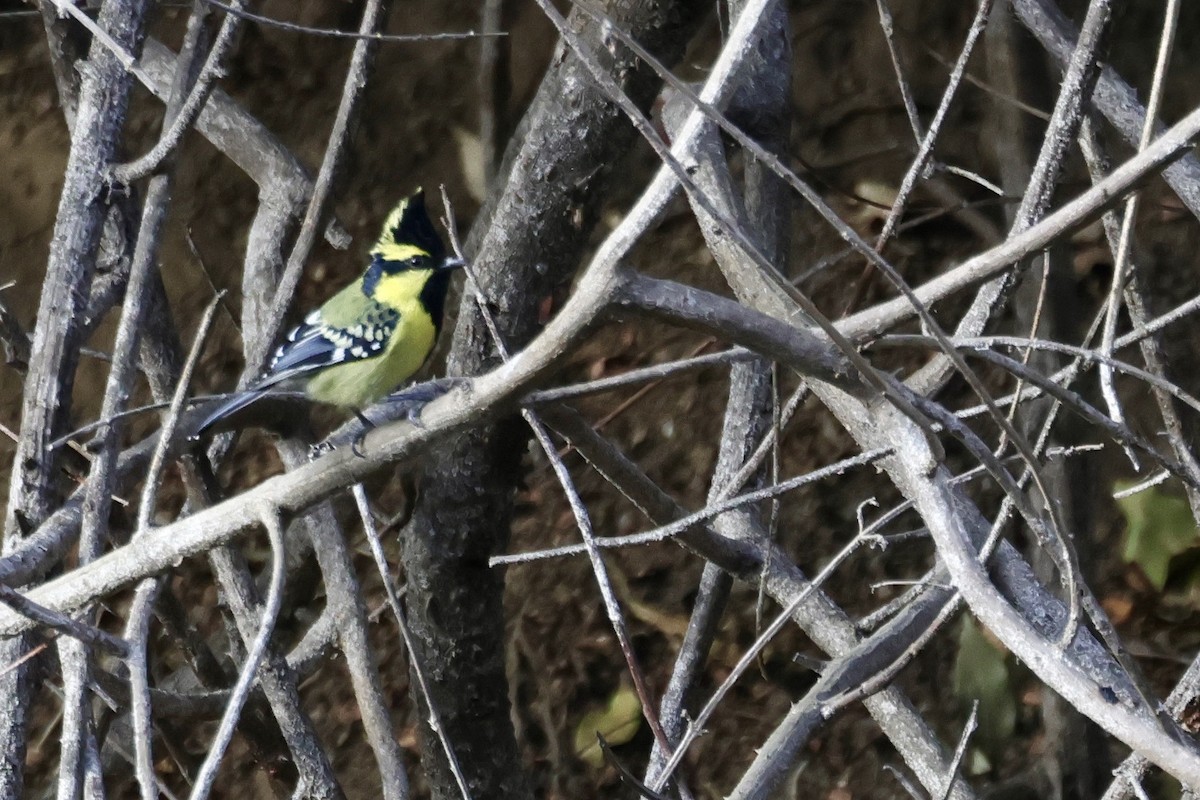 Himalayan Black-lored Tit - ML646642388