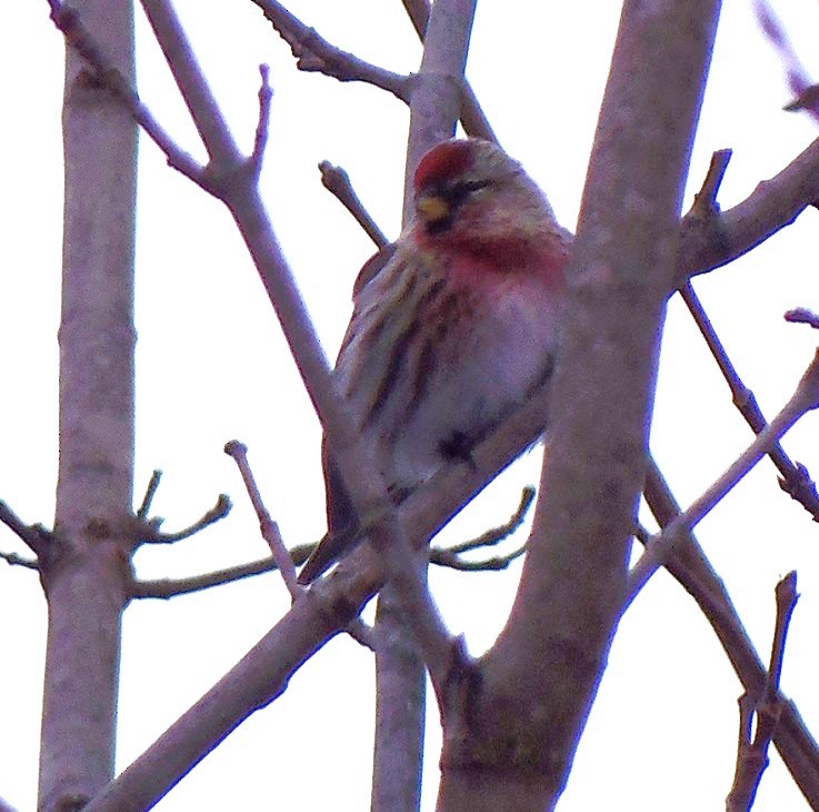 ベニヒワ（亜種 ベニヒワ flammea／rostrata/islandica）ベニヒワ（flammea グループ／亜種 イメベニヒワ） - ML646642389