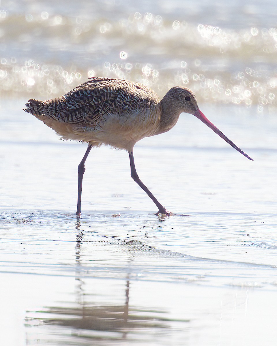 Marbled Godwit - ML646642390