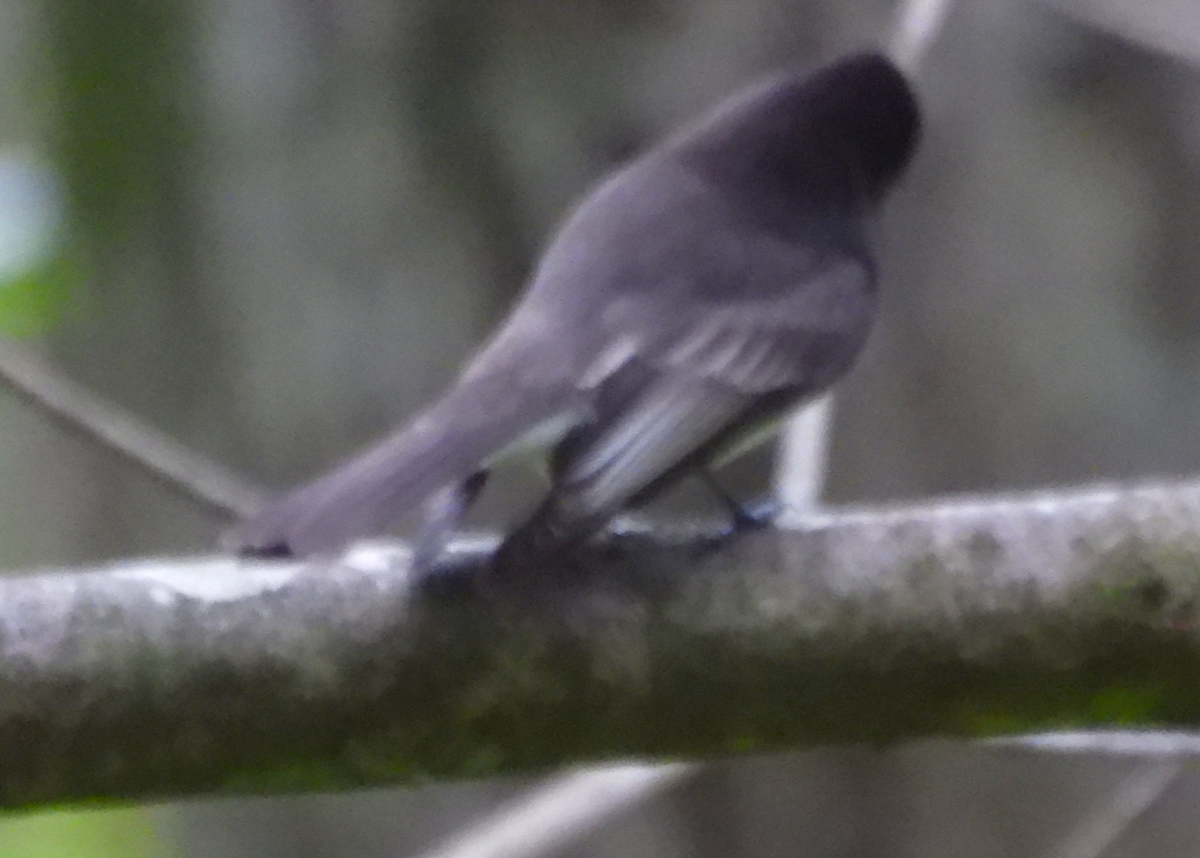 Black Phoebe - ML646642391