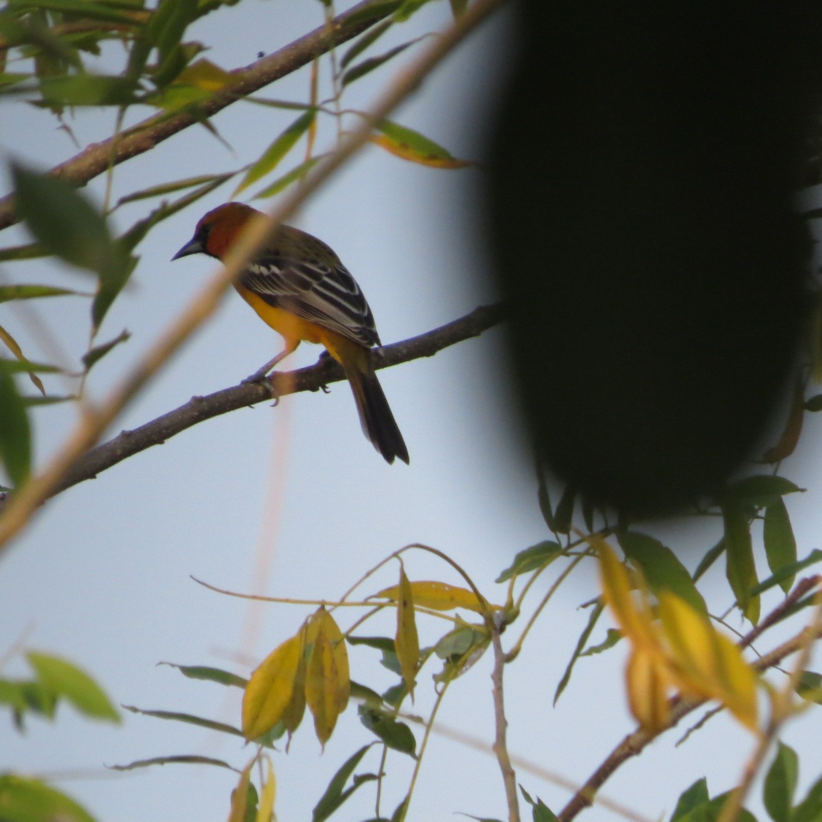 Streak-backed Oriole - ML646642393