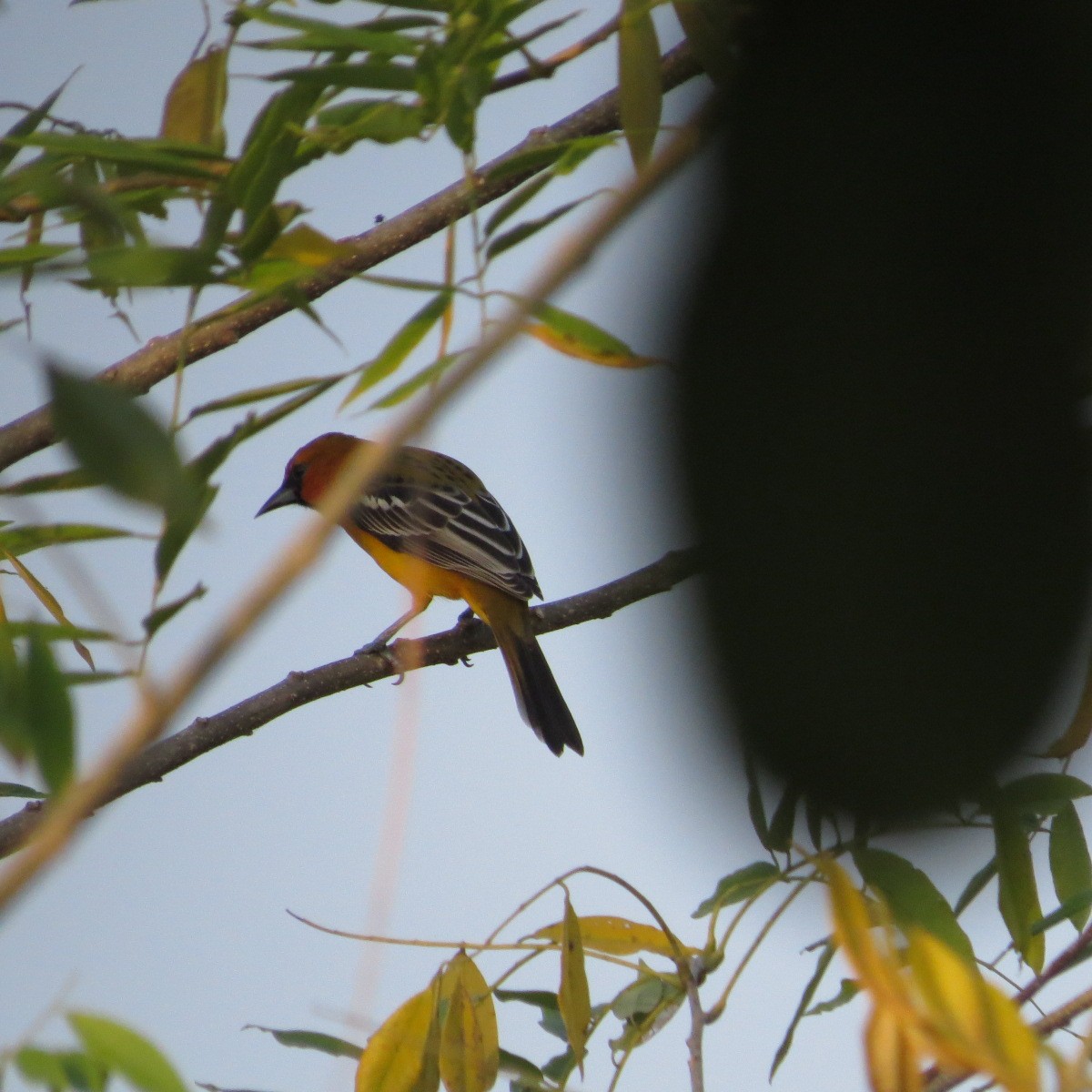 Streak-backed Oriole - ML646642394
