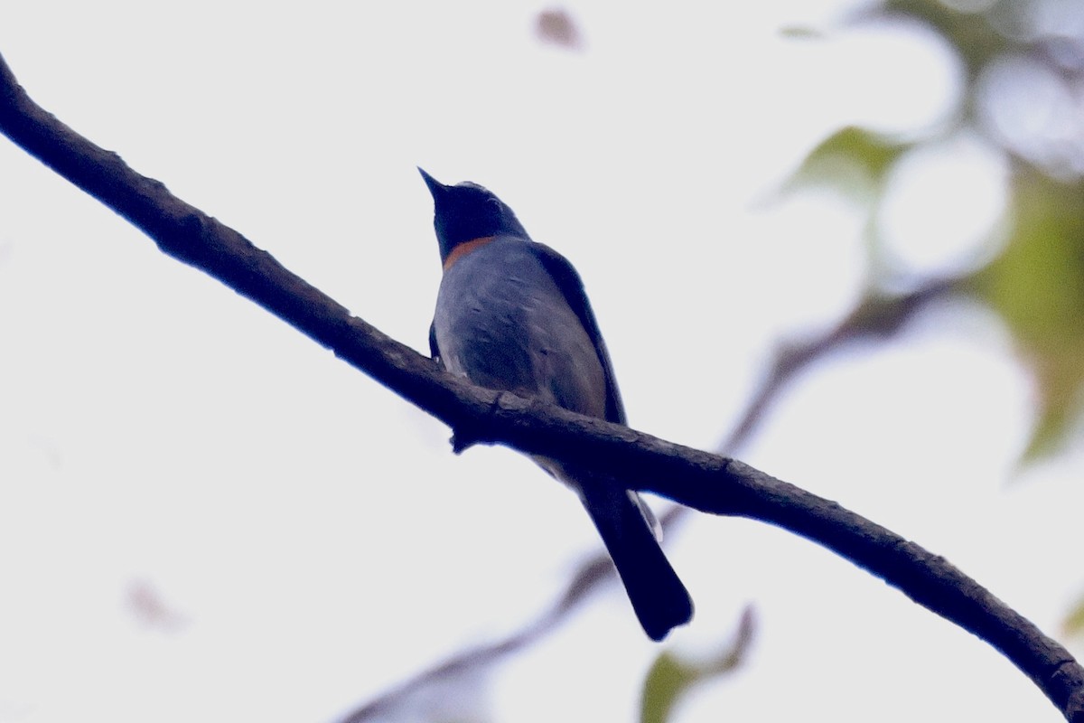 橙胸姬鶲 - ML646642396