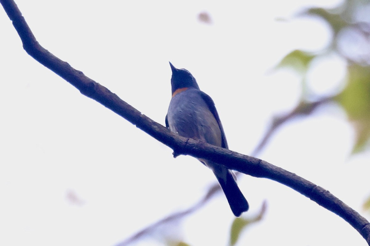 橙胸姬鶲 - ML646642397