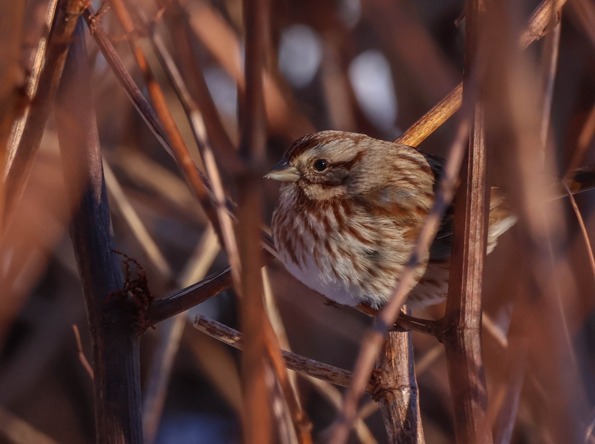 Song Sparrow - ML646642398