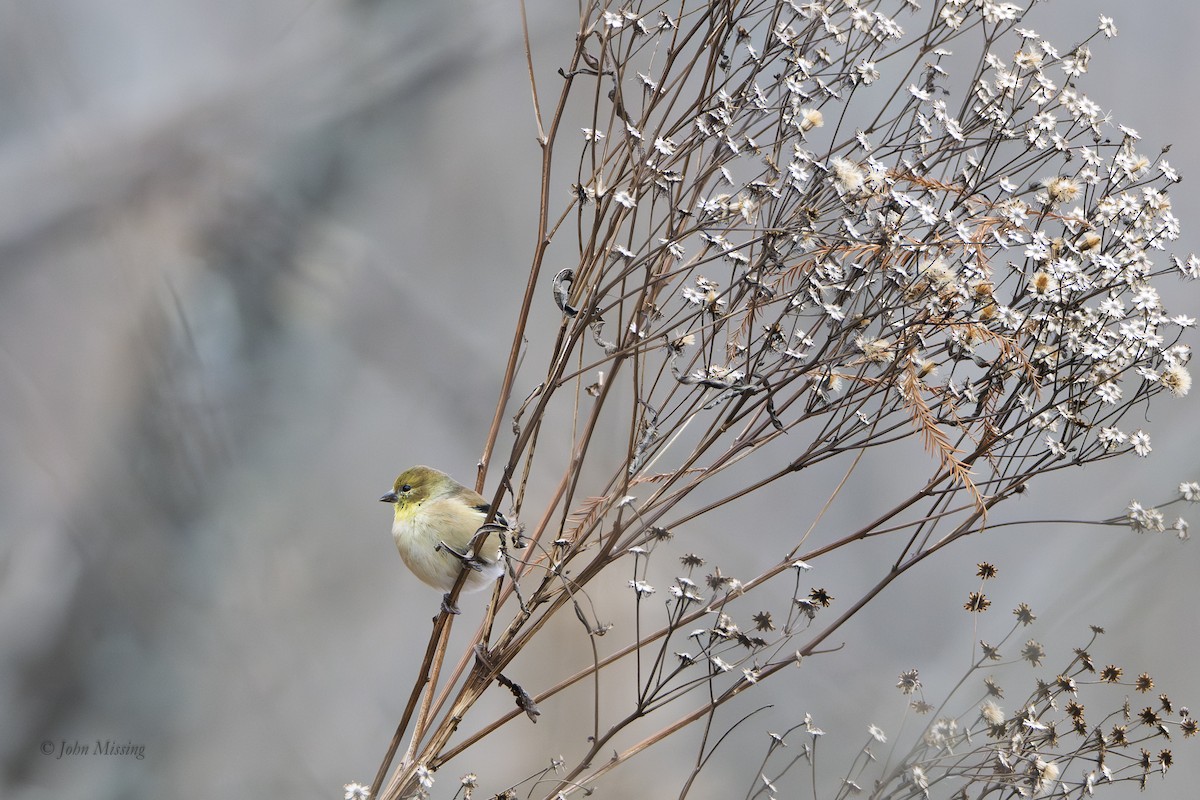 American Goldfinch - ML646642399