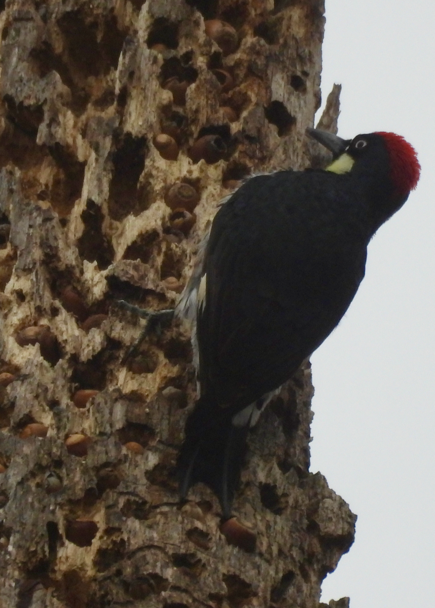 Acorn Woodpecker - ML646642400