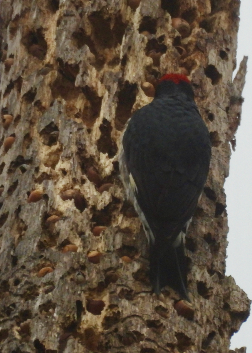 Acorn Woodpecker - ML646642401