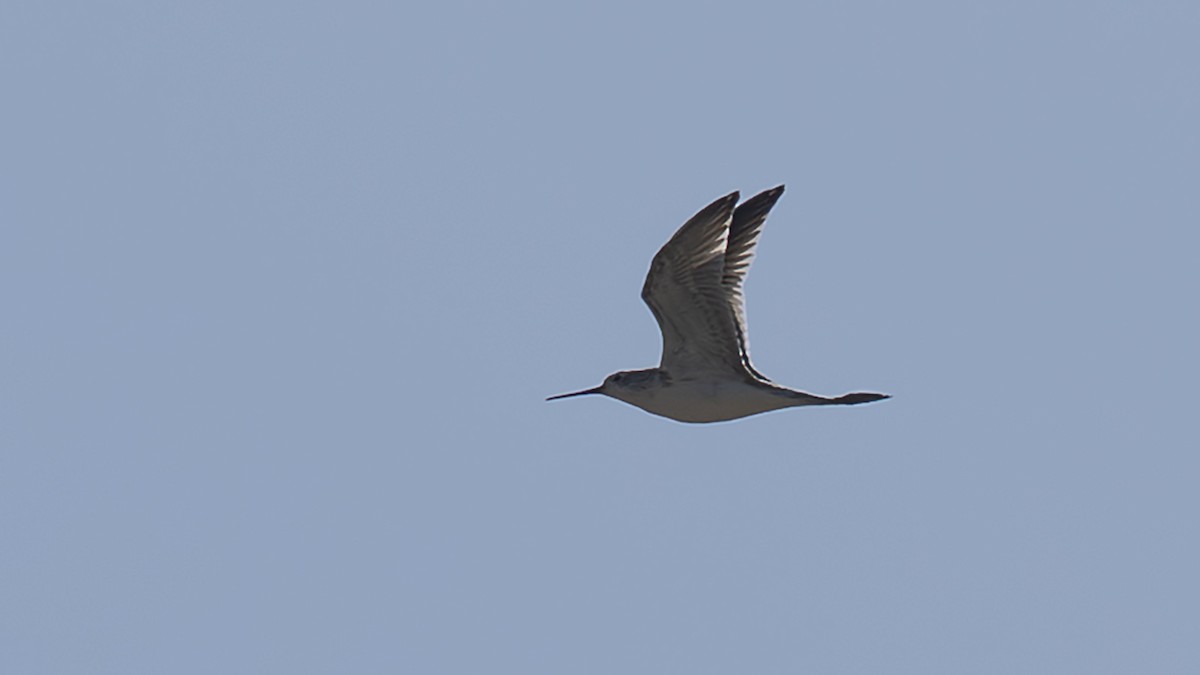 Marsh Sandpiper - ML646642402