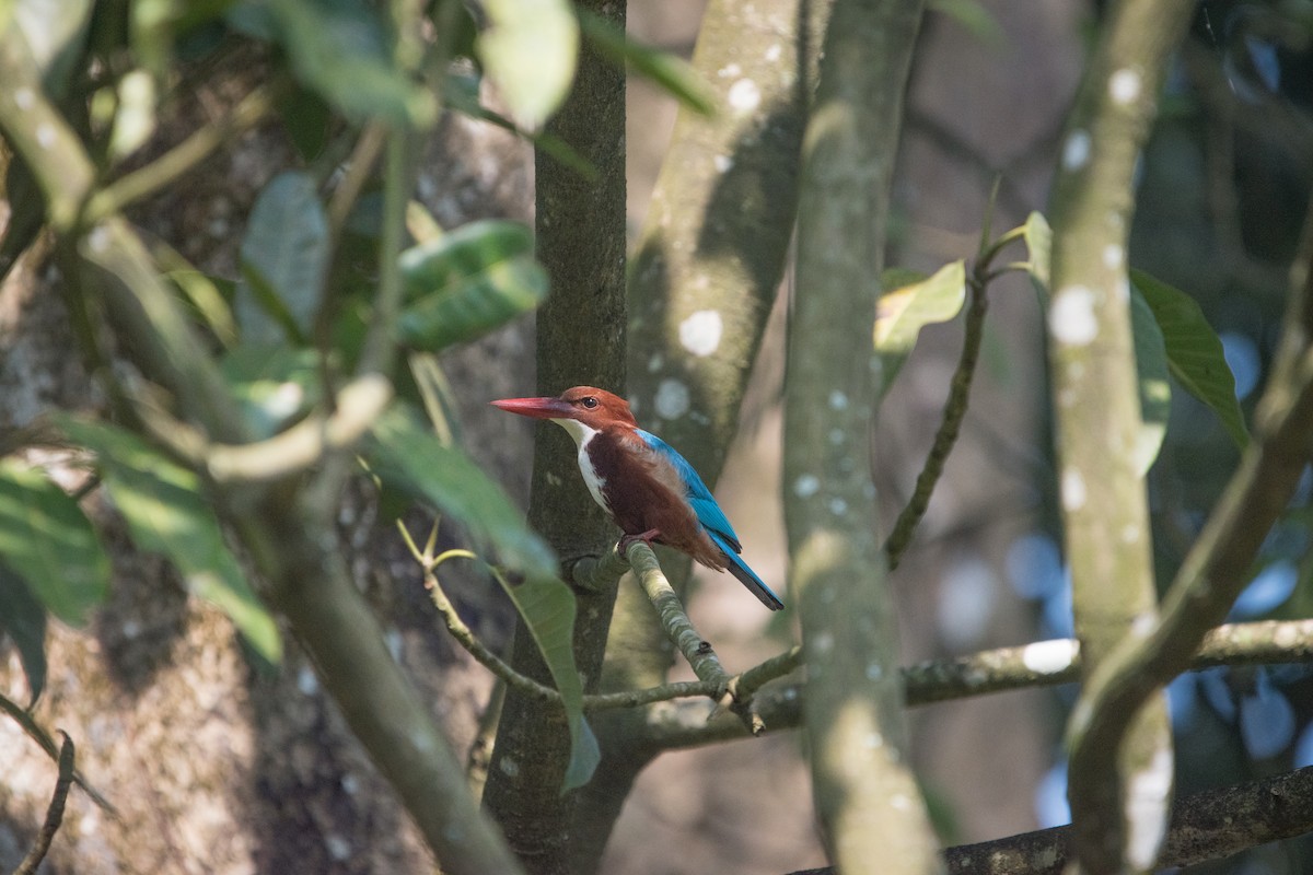 White-throated Kingfisher - ML646642412