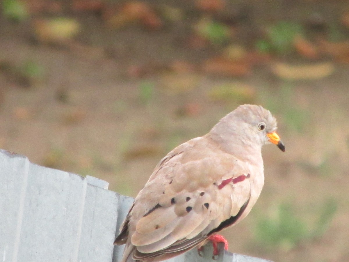 Croaking Ground Dove - ML646642413
