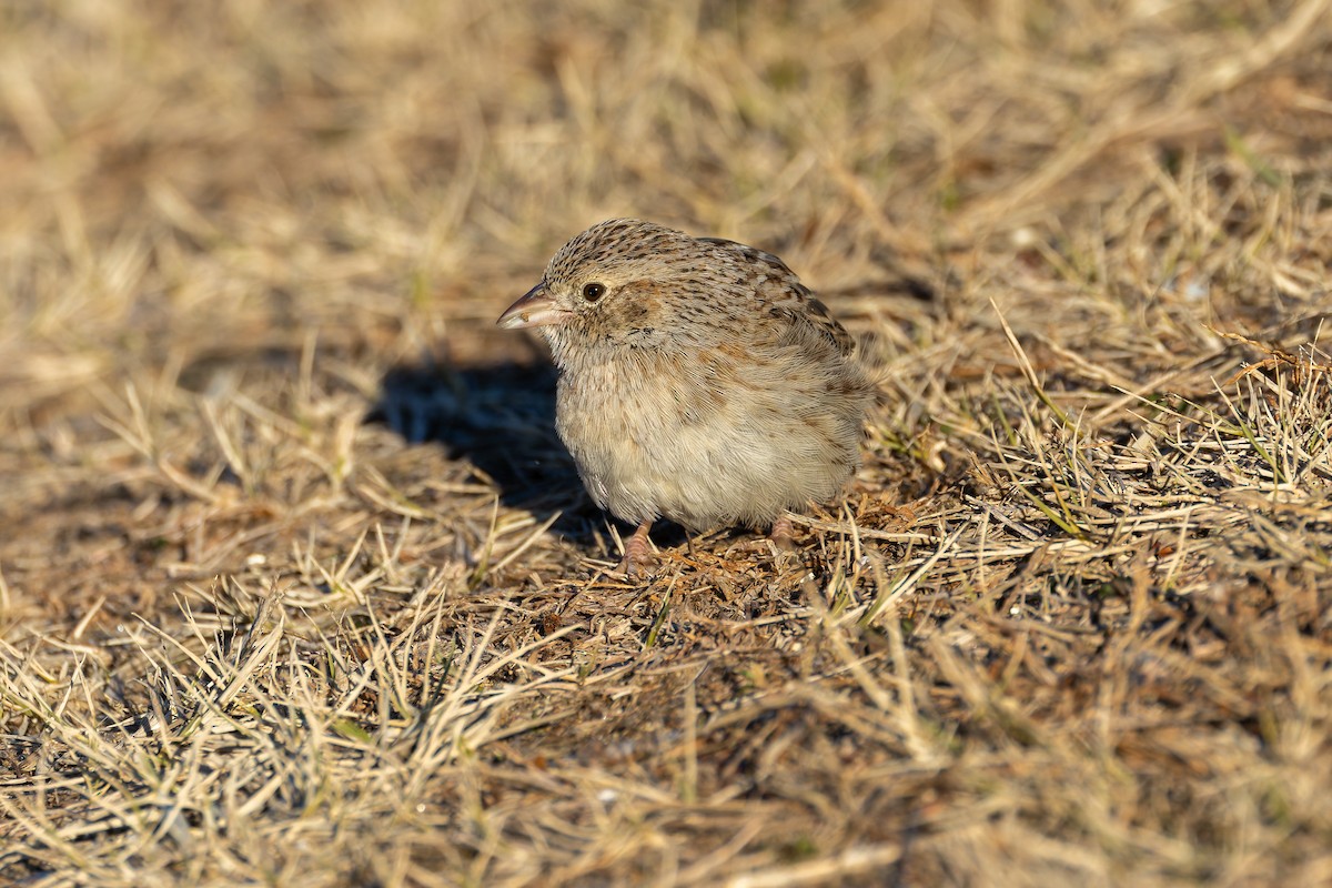 Cassin's Sparrow - ML646642419