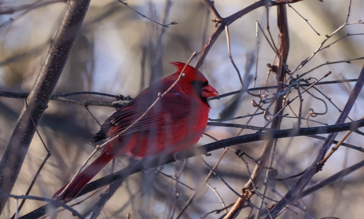 Northern Cardinal - ML646642422