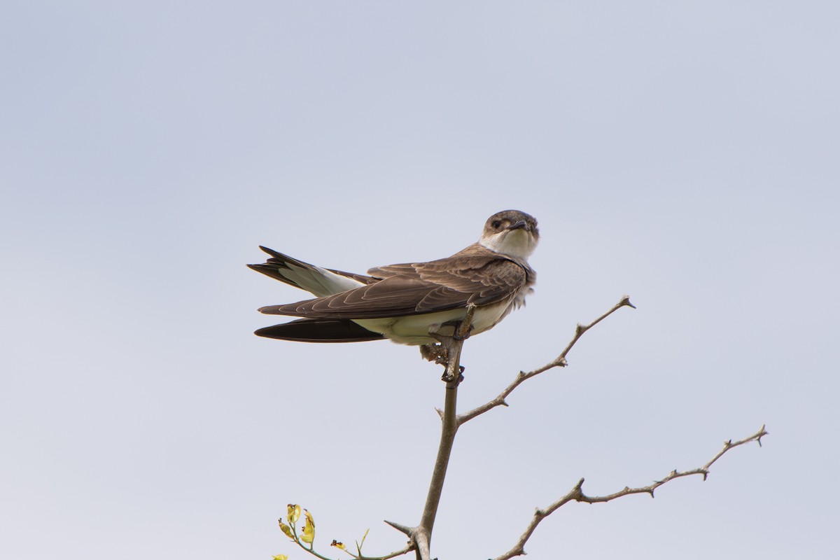 Щурик бурий - ML646642428